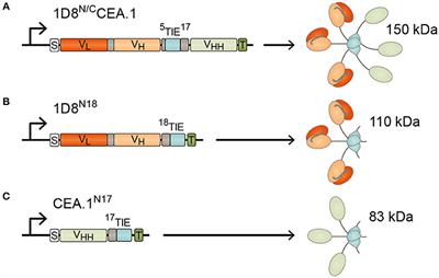 Frontiers | Carcinoembryonic Antigen (CEA)-Specific 4-1BB-Costimulation ...